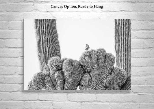Cactus Photography in Black and White with Wren Bird in Southwestern Desert | Tucson Arizona Wall Art