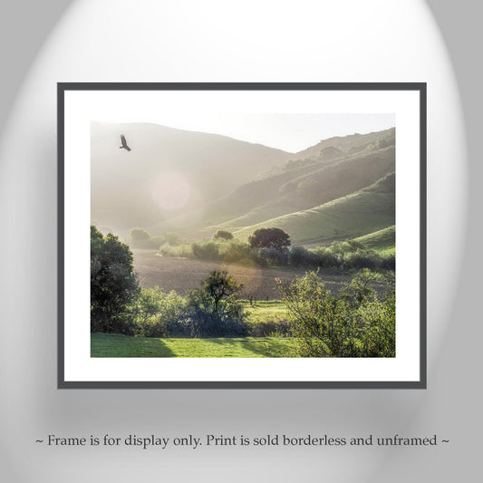 California Farm Landscape Art Print | Lompoc Countryside Photograph with Hawk Bird in Flight