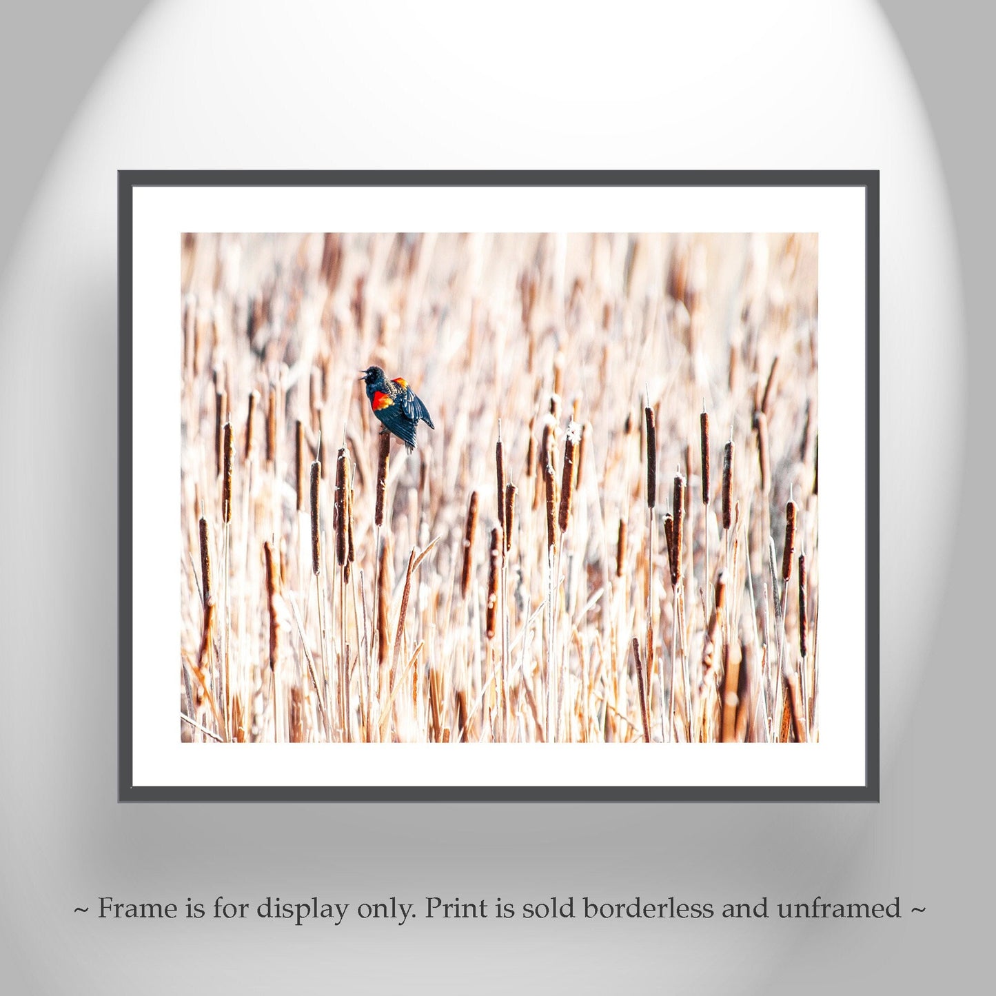 Red Winged Blackbird Wall Art with Cattails as Fine Art Nature Pic