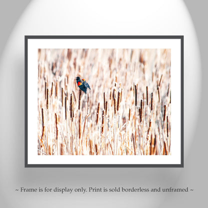 Red Winged Blackbird Wall Art with Cattails as Fine Art Nature Pic