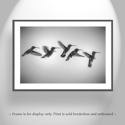 Black and White Hummingbird in Flight Photography Art Print