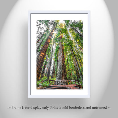 Stout Grove Artwork Print – Jedediah Smith Redwoods Decor | Vertical Art