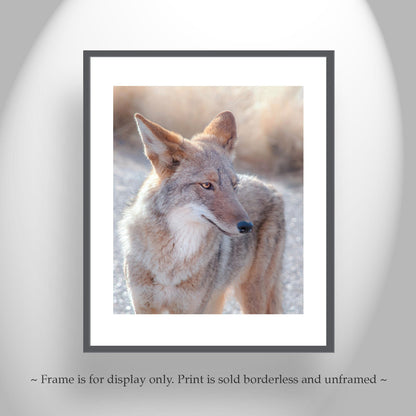 Coyote Picture in Tucson Arizona Desert