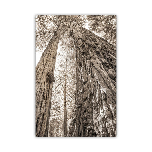 Big Basin Santa Cruz Redwood Forest Art – Sepia Vertical Tree Photo