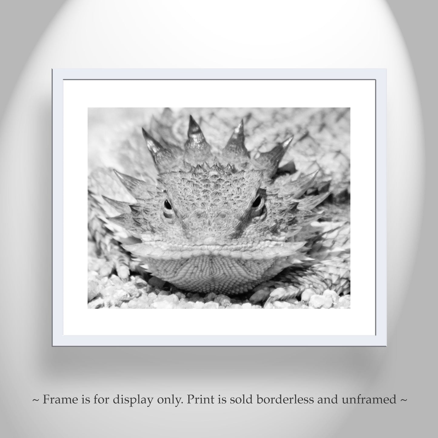 Horned Lizard Art Print in Black and White