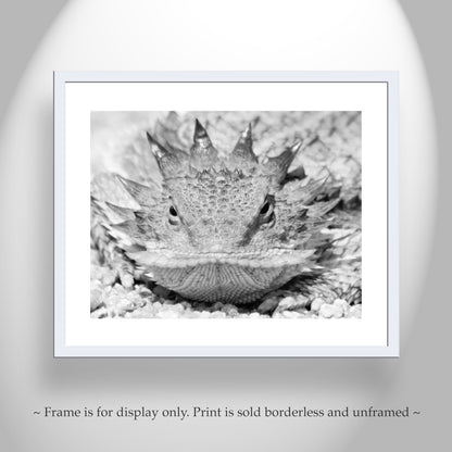Horned Lizard Art Print in Black and White