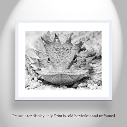 Horned Lizard Art Print in Black and White