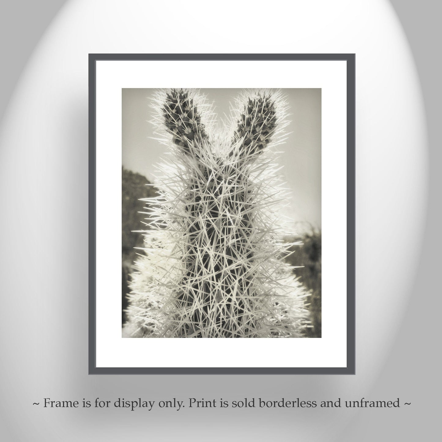 Tucson Arizona Cholla Cactus Art – Fine Art Southwestern Desert Art
