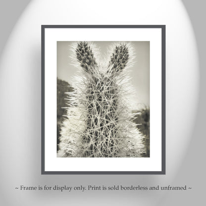 Tucson Arizona Cholla Cactus Art – Fine Art Southwestern Desert Art