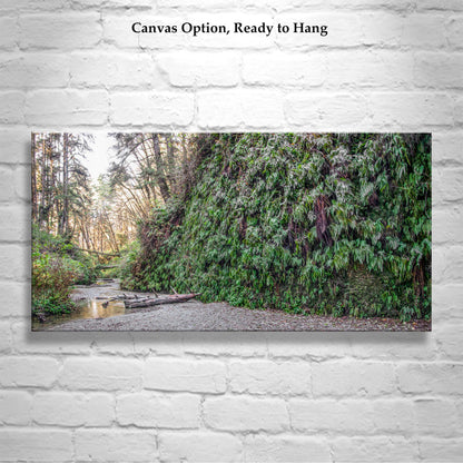 Fern Canyon Redwood Forest Print – Fine Art Panoramic Nature Artwork