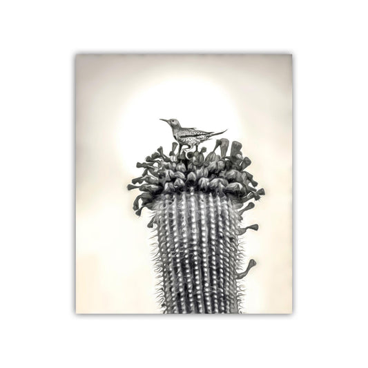 Desert Cactus Bird Artgraph | Southwestern Style Wall Art | Tucson