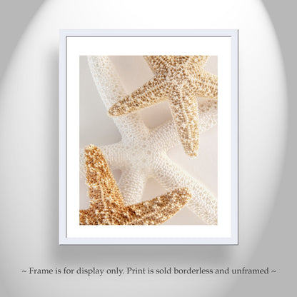 Starfish Seashells Still LIfe Art as Bathroom Wall Decor