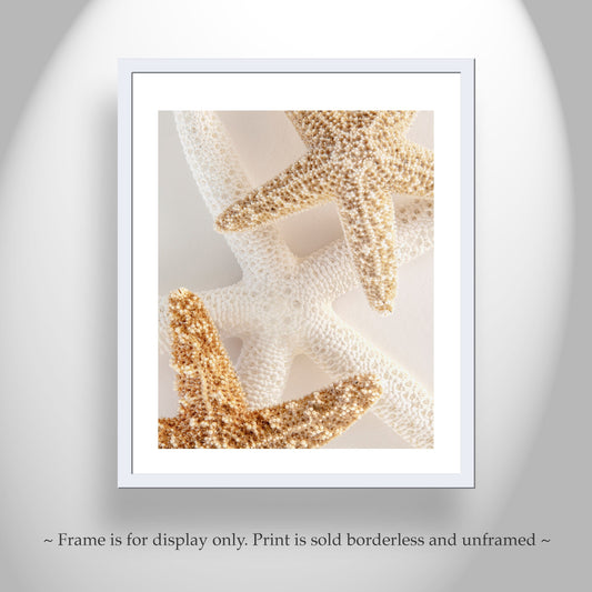 Starfish Seashells Still LIfe Art as Bathroom Wall Decor