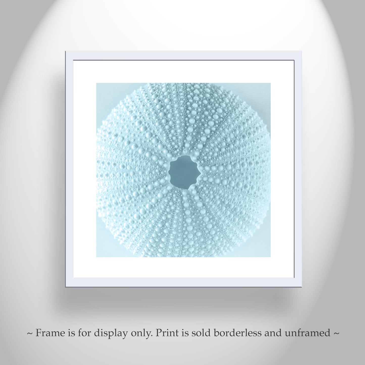 Sea Urchin Seashell in Pastel Blue as Bath Decor Gift Art