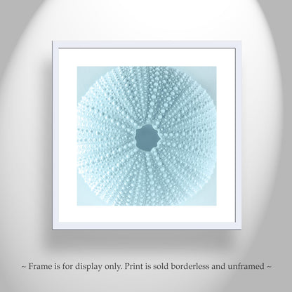 Sea Urchin Seashell in Pastel Blue as Bath Decor Gift Art