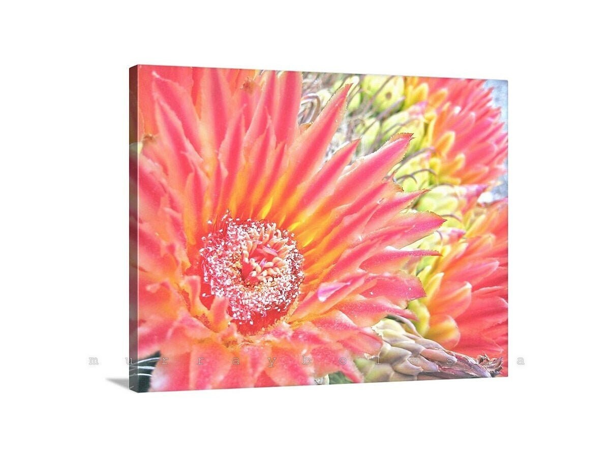 Orange Cactus Flower Wall Art – Desert Botanical Art Print