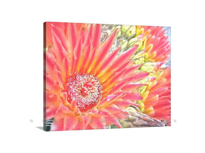 Orange Cactus Flower Wall Art – Desert Botanical Art Print