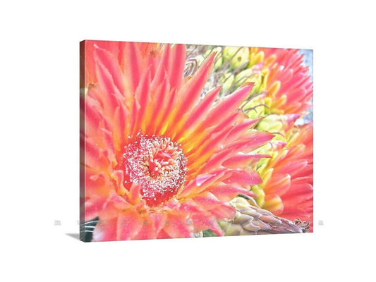Orange Cactus Flower Wall Art – Desert Botanical Art Print