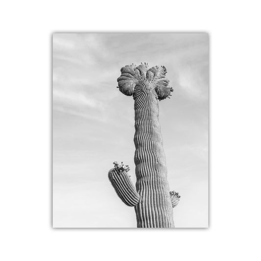 Crested Cactus Art Print in Black and White | Arizona Desert Saguaro