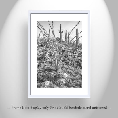 Ocotillo and Saguaro in Black and White | Arizona Desert Art