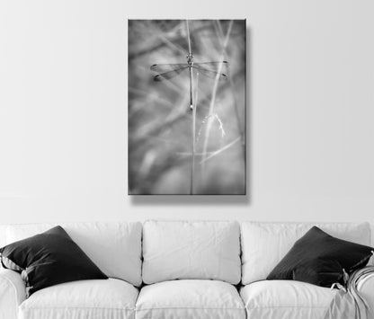 Elegant Damselfly Art Print | Black and White Fine Art