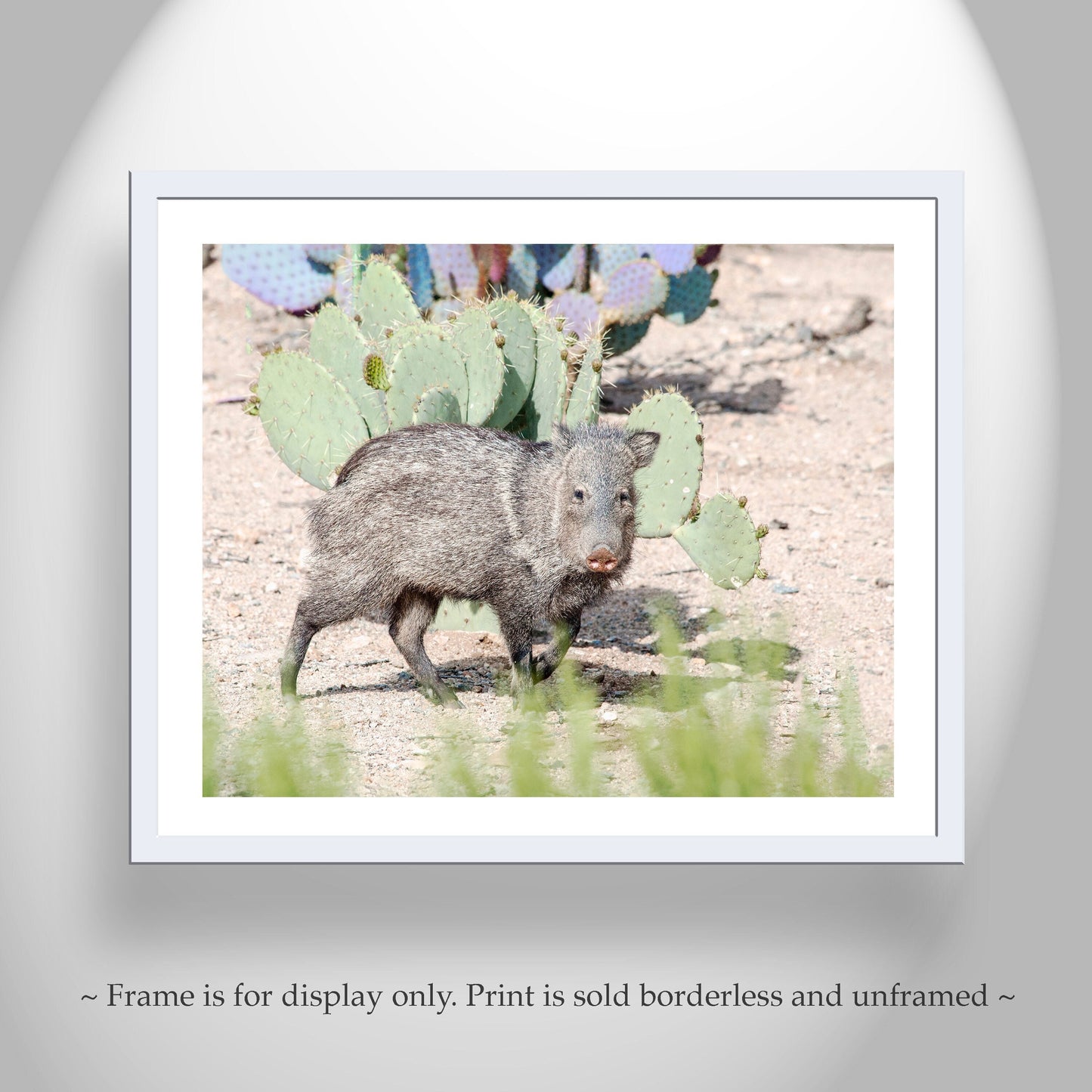 Javelina Art Print as Arizona Wildlife Wall Decor | Green Valley Az