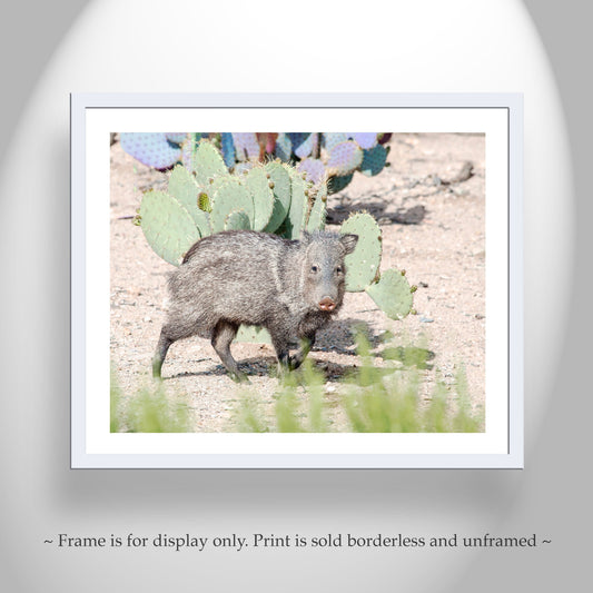 Javelina Art Print as Arizona Wildlife Wall Decor | Green Valley Az