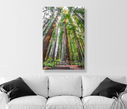 Stout Grove Artwork Print – Jedediah Smith Redwoods Decor | Vertical Art