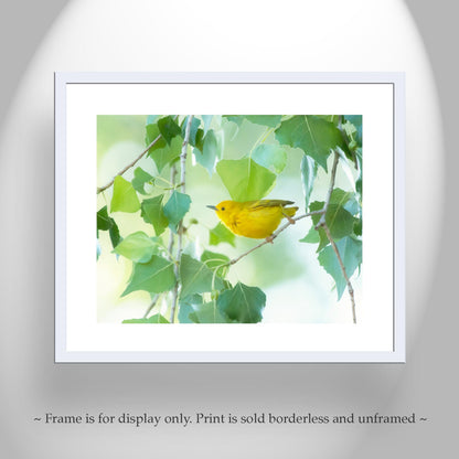 Yellow Warbler Bird in Cottonwood Tree – Colorful Spring Wall Art