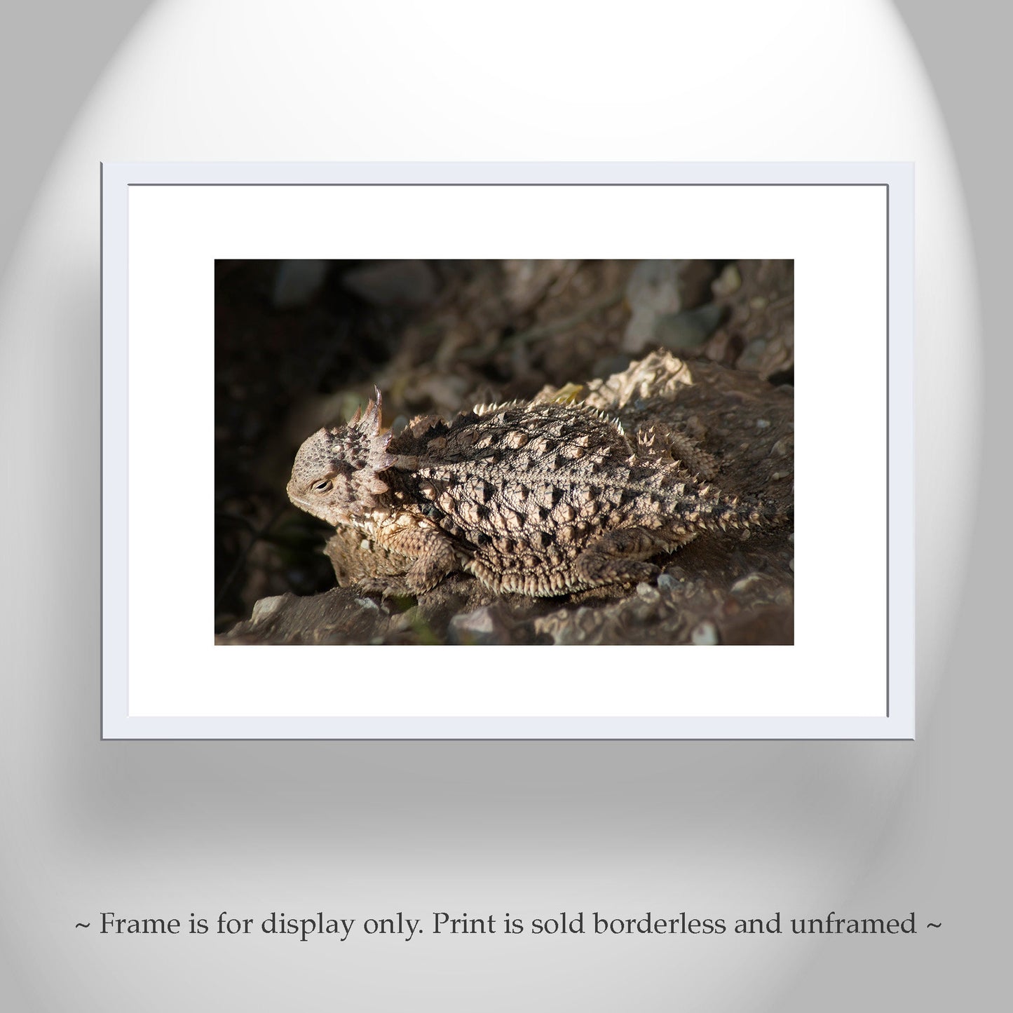 Horny Toad Art Print | Horned Lizard Picture by Murray Bolesta