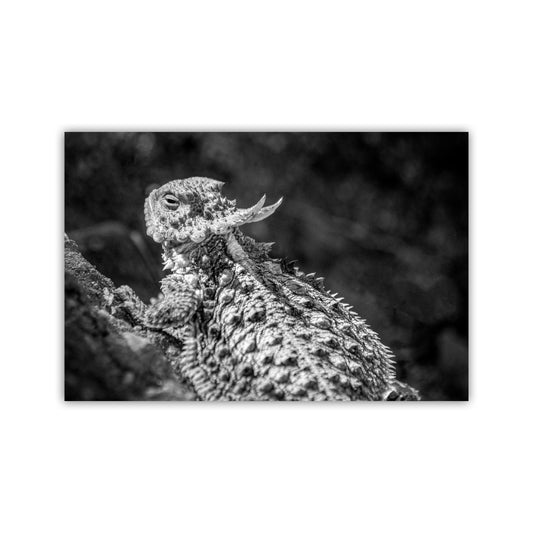 Horned Frog Art Print | Black & White Arizona Desert Reptile Art