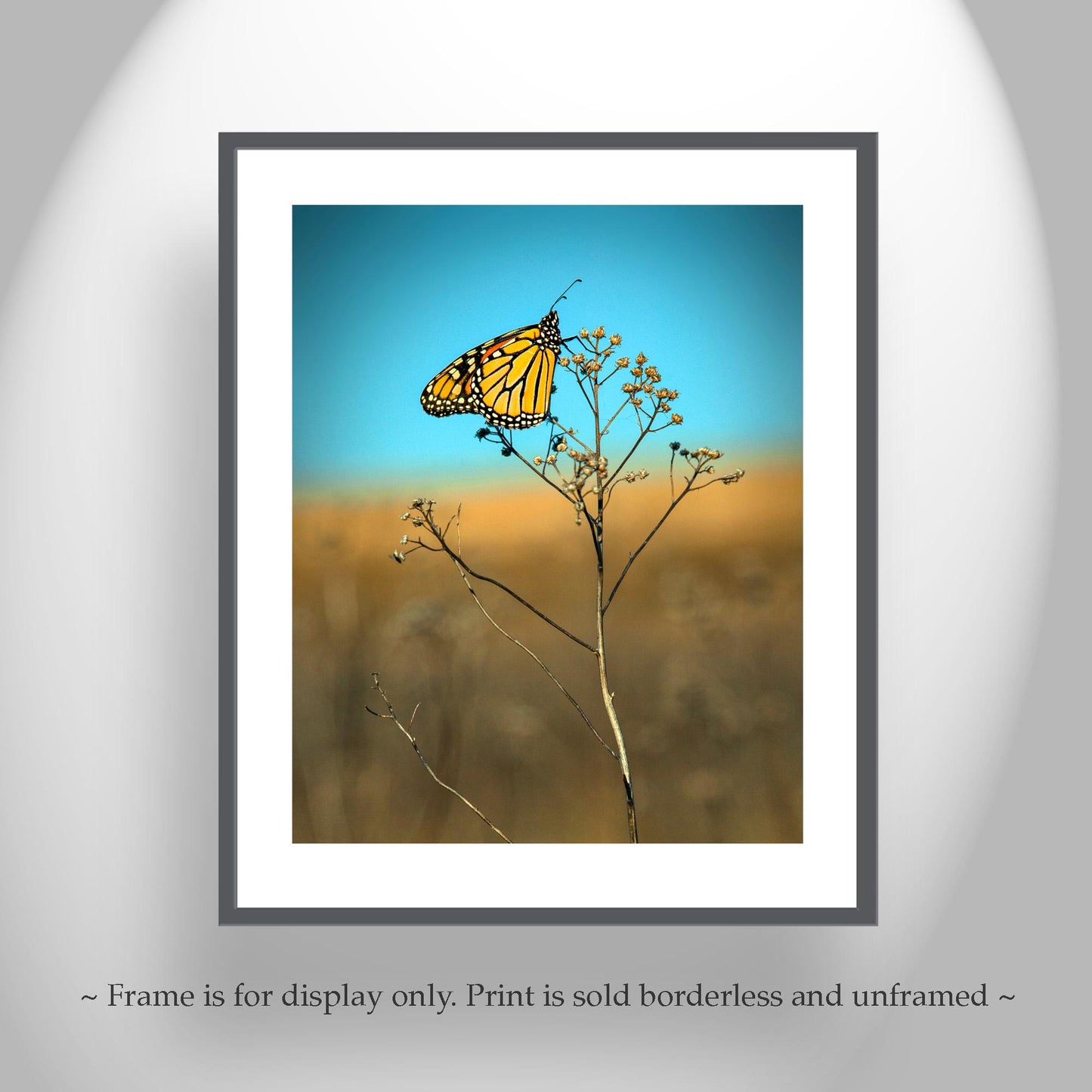 Monarch Butterfly Fine Art Print | Unique Original Nature Wall Decor