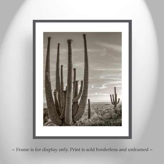 Cactus Picture with Southwestern Landscape and Desert Moon | Tohono O'odham Tucson Arizona