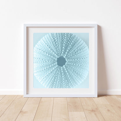 Sea Urchin Seashell in Pastel Blue as Bath Decor Gift Art