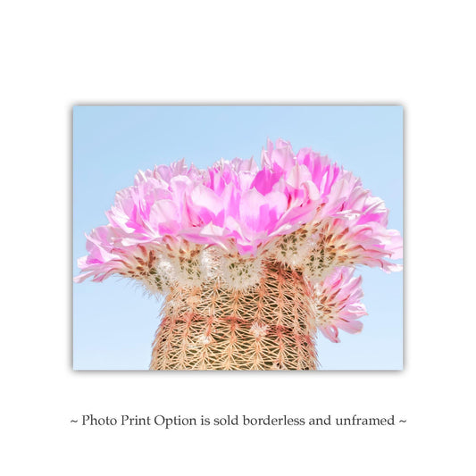 Southwest Cactus Blossom Art – Pink and Magenta Wall Decor Print