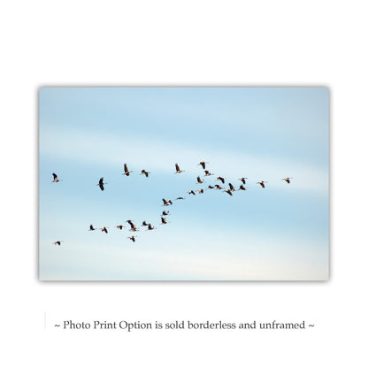 Flying Sandhill Cranes – Southern Arizona Wildlife Fine Art Print
