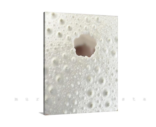 Sea Urchin Fine Art Print | Abstract Wall Decor for Bathroom