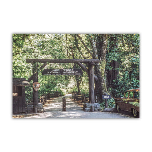 Muir Woods Vintage Photo Print in Northern California Redwoods
