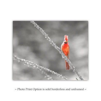 Cardinal Bird in Sabino Canyon with Ocotillo Cactus Wall Art