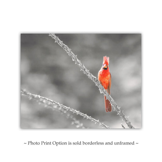 Cardinal Bird in Sabino Canyon with Ocotillo Cactus Wall Art