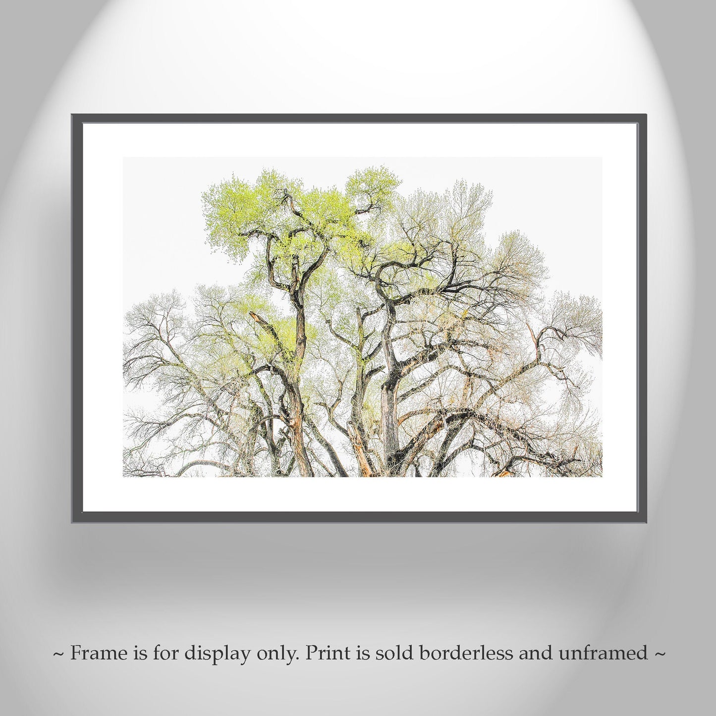 Cottonwood Tree Fine Art Print – Tucson Arizona Nature Wall Decor