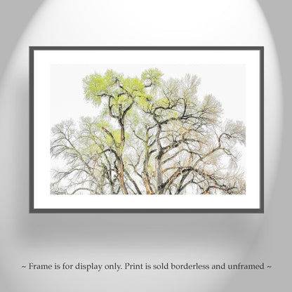 Cottonwood Tree Fine Art Print – Tucson Arizona Nature Wall Decor