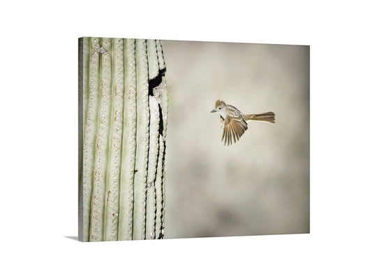 Desert Flycatcher in Flight Wall Art with Cactus – Tucson Arizona