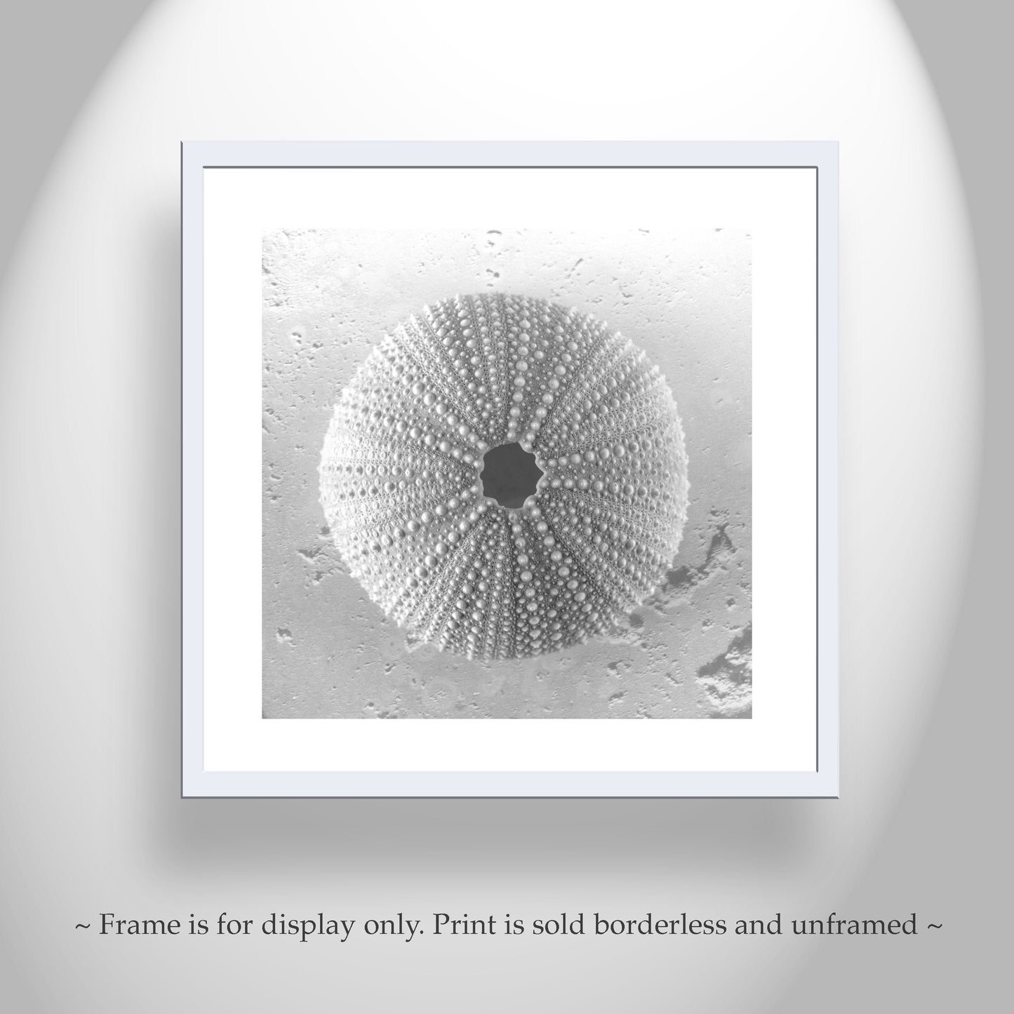 Seashell Sea Urchin Square Art Print | Black and White Wall Decor