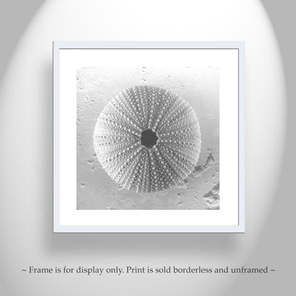 Seashell Sea Urchin Square Art Print | Black and White Wall Decor