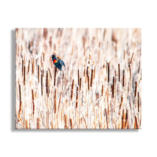 Red Winged Blackbird Wall Art with Cattails as Fine Art Nature Pic