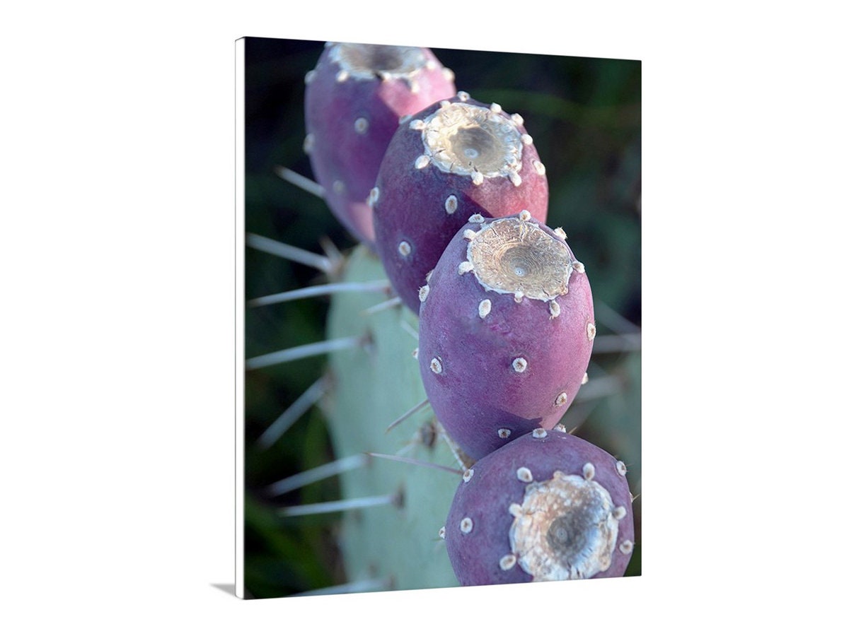 Purple Cactus Botanical Wall Art – Santa Rita Prickly Pear Art