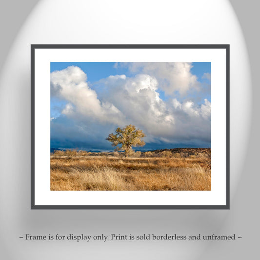 Cottonwood Tree Art Print of Arivaca Arizona Wetlands | Tucson Arizona