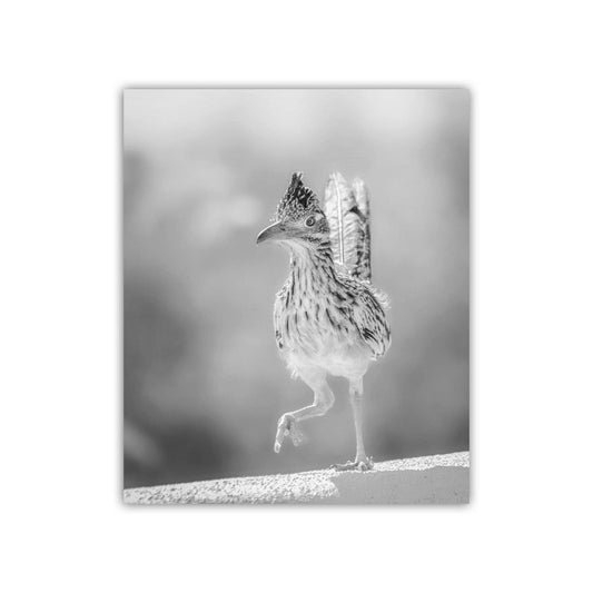 Desert Roadrunner Bird Art – Black and White Arizona Wildlife Print