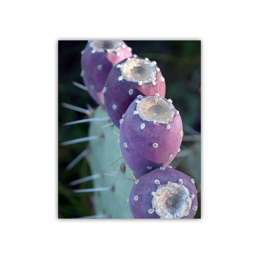 Purple Cactus Botanical Wall Art – Santa Rita Prickly Pear Art